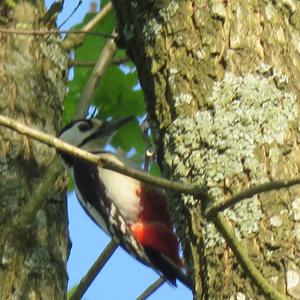 Great Spotted Woodpecker