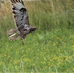 Mäusebussard