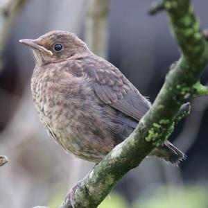 Eurasian Blackbird