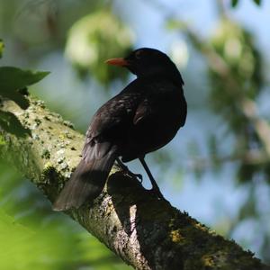 Eurasian Blackbird