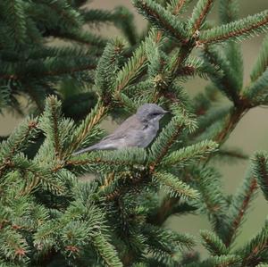 Lesser Whitethroat