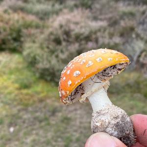 Fly Agaric