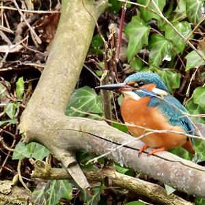 Common Kingfisher