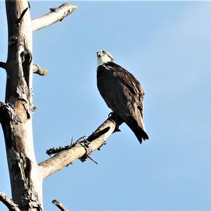 Osprey