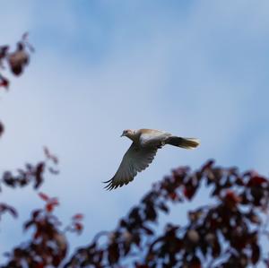 Eurasian Collared-dove