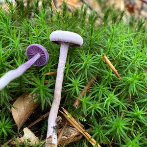 Amethyst Deceiver