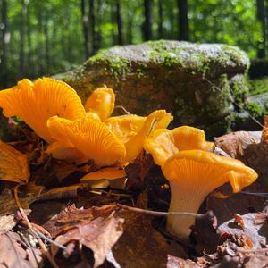 Chanterelle, Common