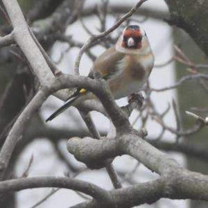 European Goldfinch