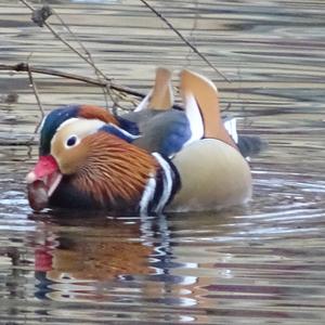 Mandarin Duck