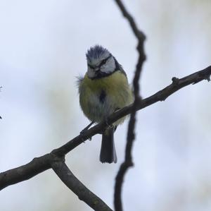 Blue Tit