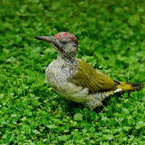 Eurasian Green Woodpecker