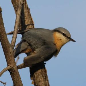 Wood Nuthatch