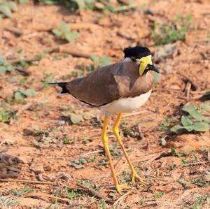 Yellow-wattled Lapwing