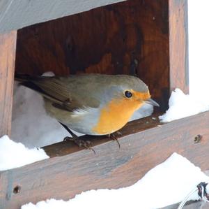 European Robin