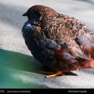 Common Quail