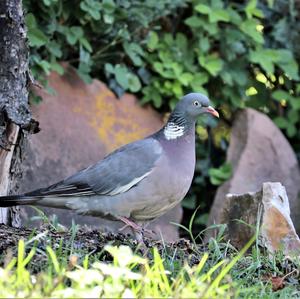 Common Wood-pigeon