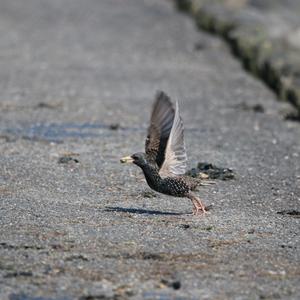 Common Starling