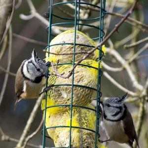 Crested Tit