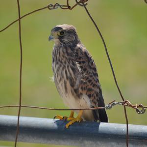 Common Kestrel