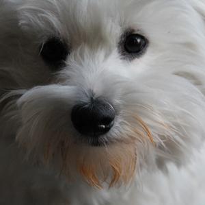 Maltese