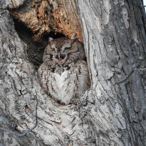 Eastern Screech-owl