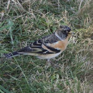 Brambling