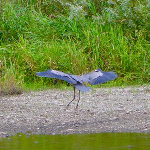 Great Blue Heron