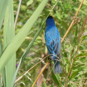 Indigo Bunting