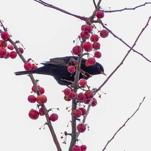 Eurasian Blackbird