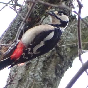 Great Spotted Woodpecker