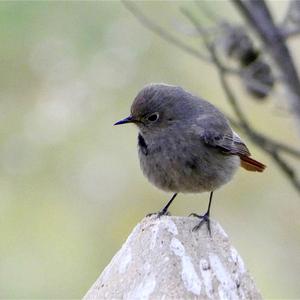 Black Redstart