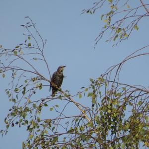 Common Starling