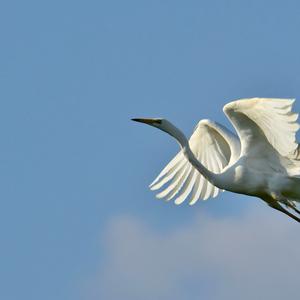 Great Egret