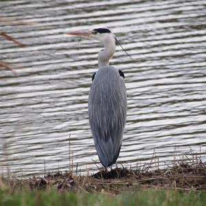 Grey Heron