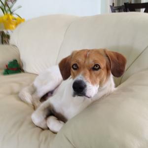 Unknown Breed
