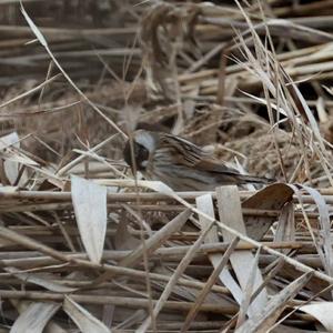 Reed Bunting