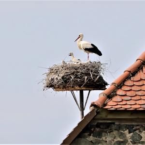 White Stork