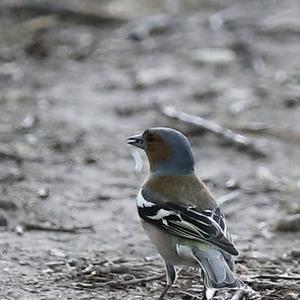 Eurasian Chaffinch