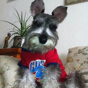 Miniature Schnauzer