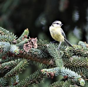 Blue Tit