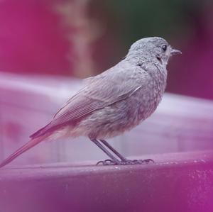 Black Redstart