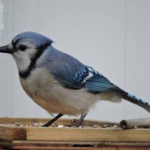 Blue Jay