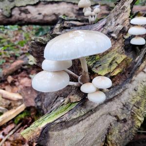 Porcelain Fungus