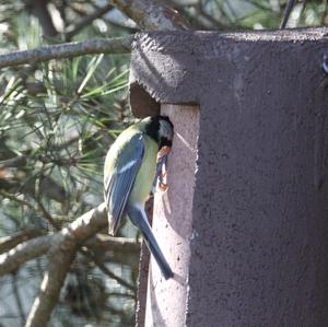 Great Tit