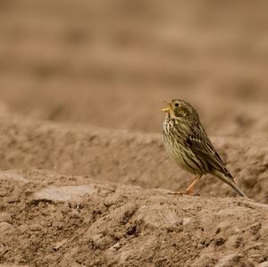 Corn Bunting