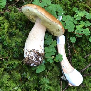 King Bolete