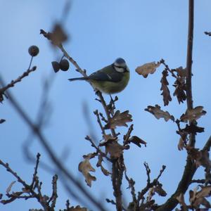 Blue Tit