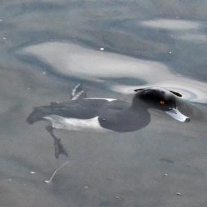 Tufted Duck