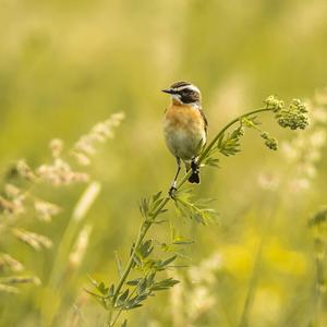 Whinchat