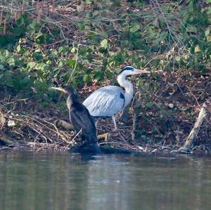 Grey Heron